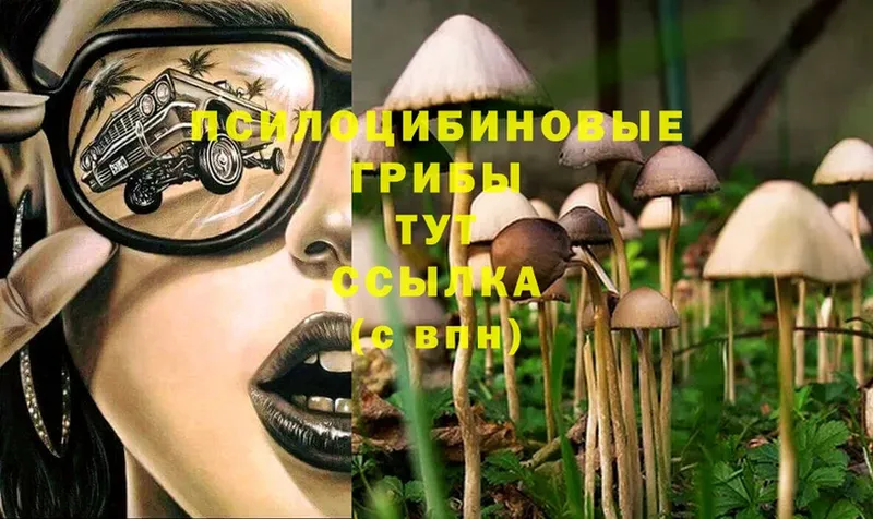 Галлюциногенные грибы Psilocybine cubensis  купить наркотик  Кириллов 